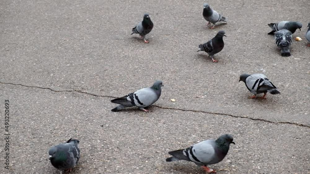 Several pigeons peck bread crumbs on the asphalt in the park. The concept of wild birds, feeding and caring for birds. Wild doves. Grey pigeons Several pigeons peck bread crumbs on the asphalt in the park. The concept of wild birds, feeding and caring for birds. Wild doves. Grey pigeons