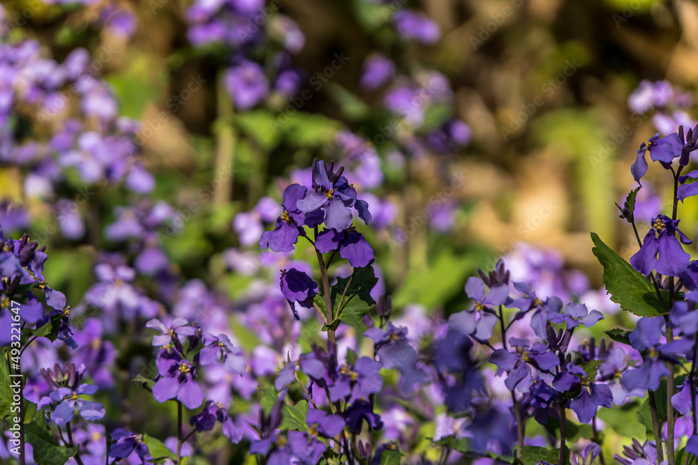 Fototapeta premium Chinese violet cress (Orychophragmus violaceus)