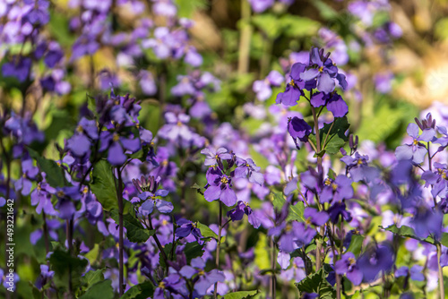 Chinese violet cress (Orychophragmus violaceus)