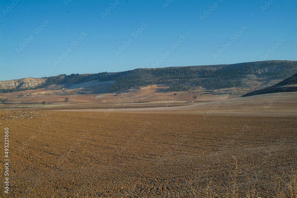 Paisaje agrícola de Peñafiel, Valladolid, Castilla y León Paisaje agrícola de Peñafiel, Valladolid, Castilla y León