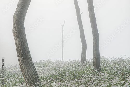 구절초동산