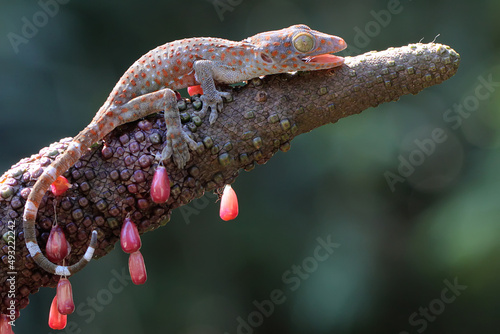 A young tokay gecko is basking in a bunch of anthuriums. This reptile has the scientific name Gekko gecko. 