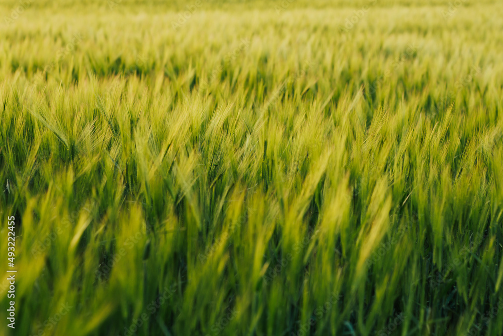 Beautiful green wheat field on sunny summer day. Agriculture concept. Beautiful green wheat field on sunny summer day. Agriculture concept.