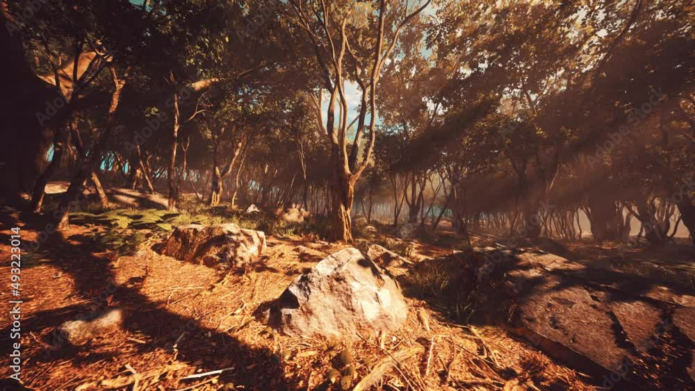 misty morning in the woods with rays of light in the forest misty morning in the woods with rays of light in the forest
