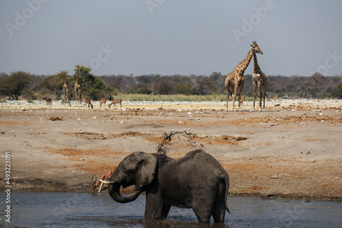 Photography elephants in the river with giraffes and wildebeest in the background