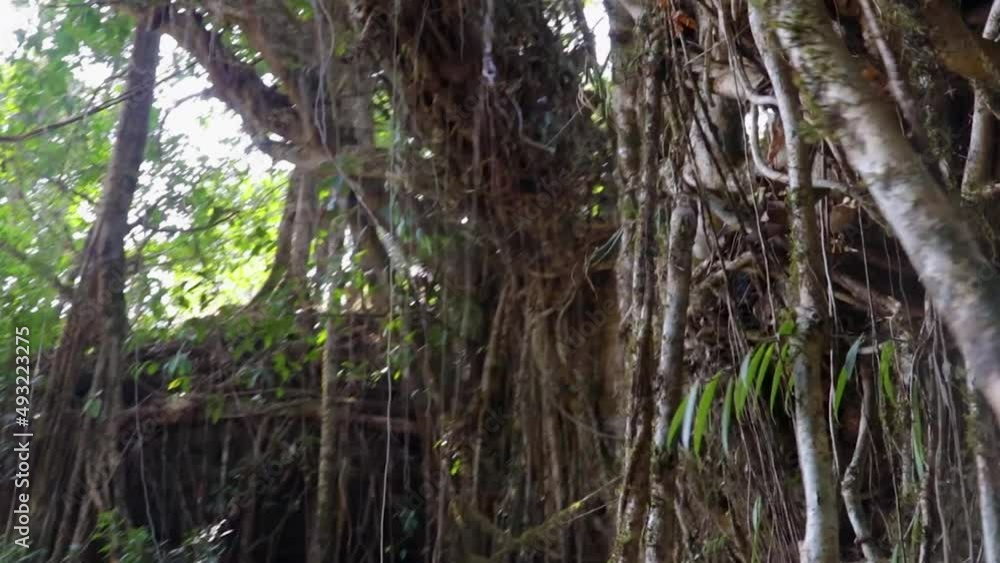 double decker living route bridge built by nature at forests from low angle double decker living route bridge built by nature at forests from low angle
