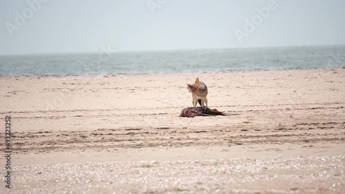 jackal eats carrion on the background of the sea photo