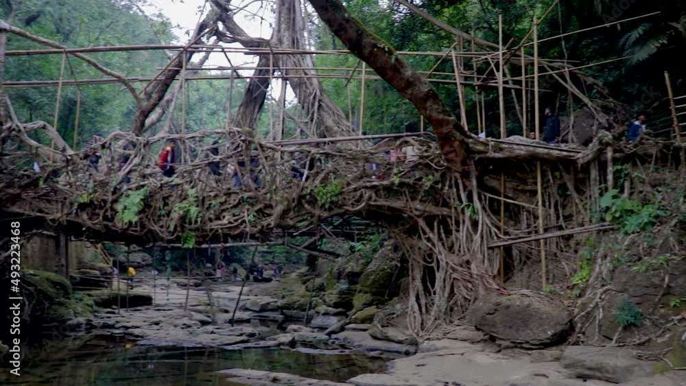 living route bridge built by nature at forests from flat angle living route bridge built by nature at forests from flat angle