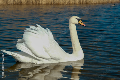 swan on blue lake water in sunny day  swans on pond  nature series