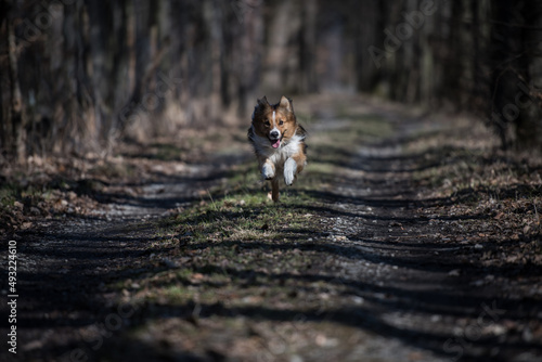 Border Collie dog in natural habitat. Forests and parks of Central Europe.