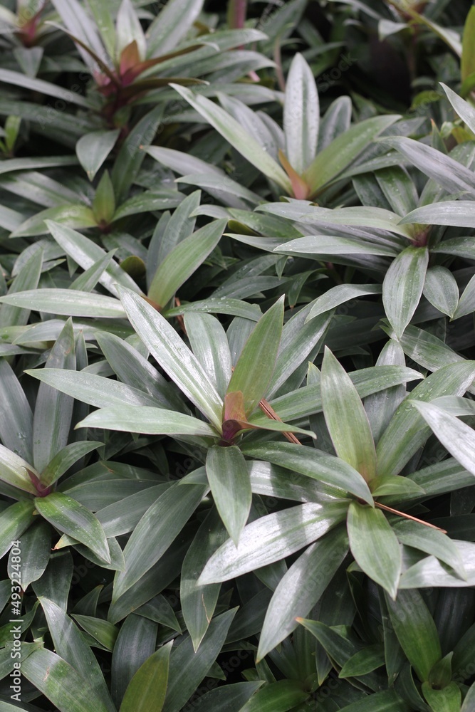 Obraz premium leaves background