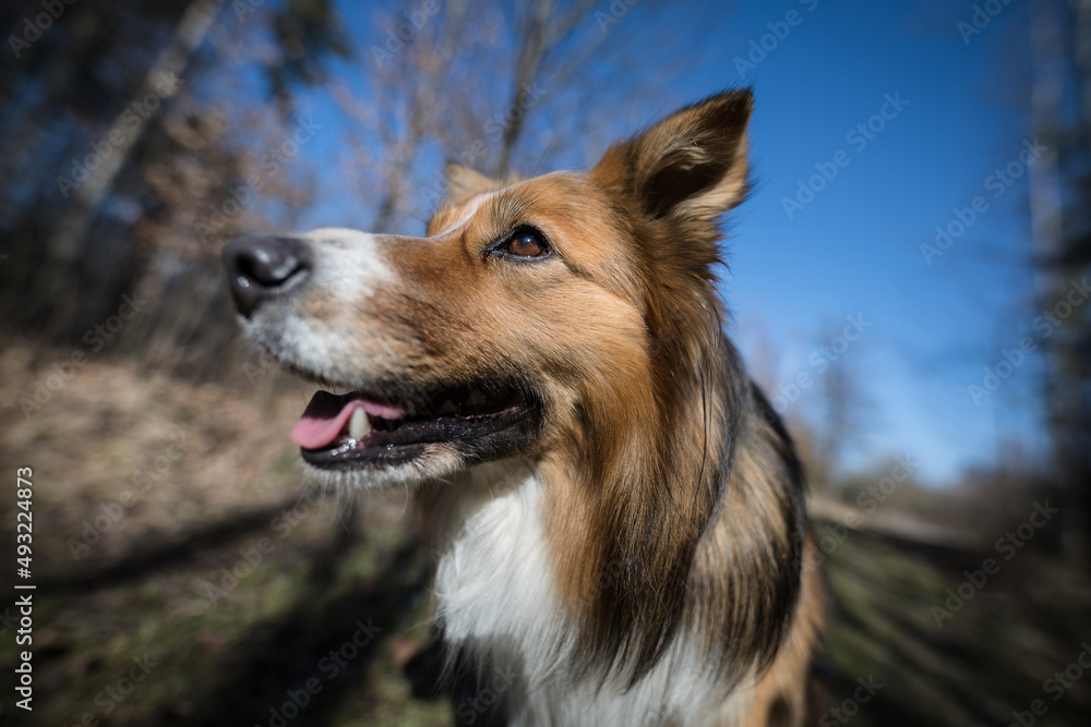 Border Collie dog in natural habitat. Forests and parks of Central Europe.