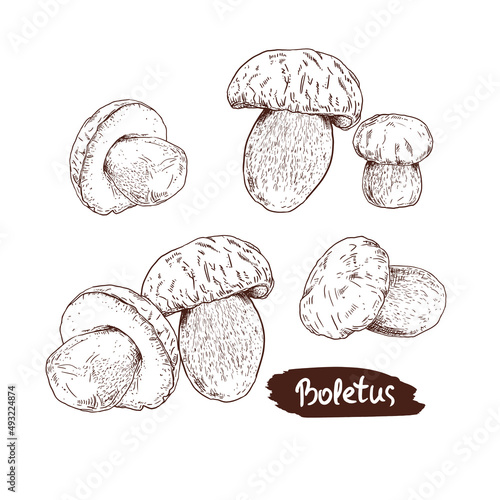 Mushroom boletus hand drawn vector illustration. Sketch food drawing isolated on white background.