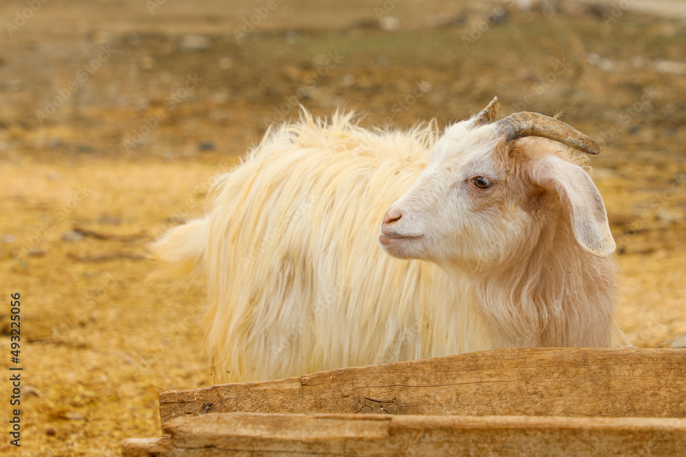 Obraz premium goat on the meadow