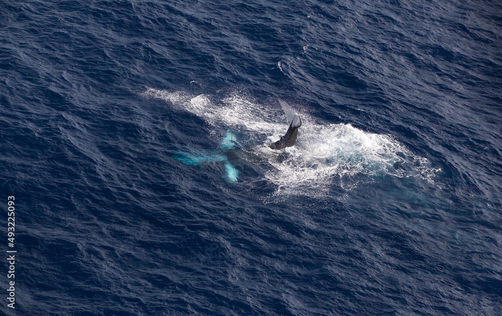 Humpback Whale Humpback Whale