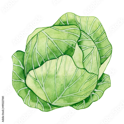 Watercolor drawing cabbage isolated on white background. farm product. Healthy food. Green vegetables.