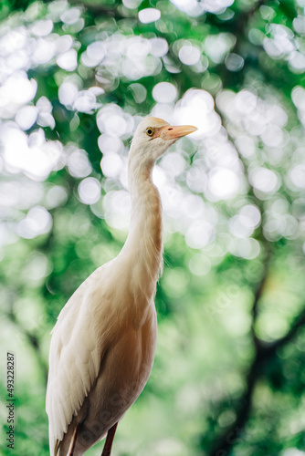 Photography Egret looking in tropical bird park, Kuala Lumpur