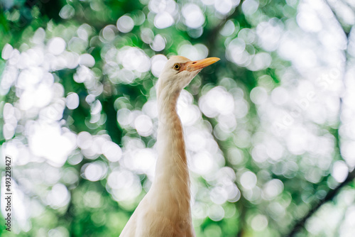 Photography Egret looking in tropical bird park, Kuala Lumpur
