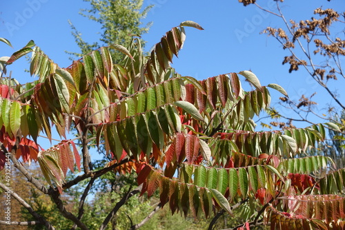 Blue sky and autumnal foliage of Rhus typhina in October photo