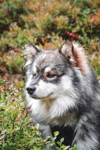Portrait of a young Finnish Lapphund dog outdoors in nature
