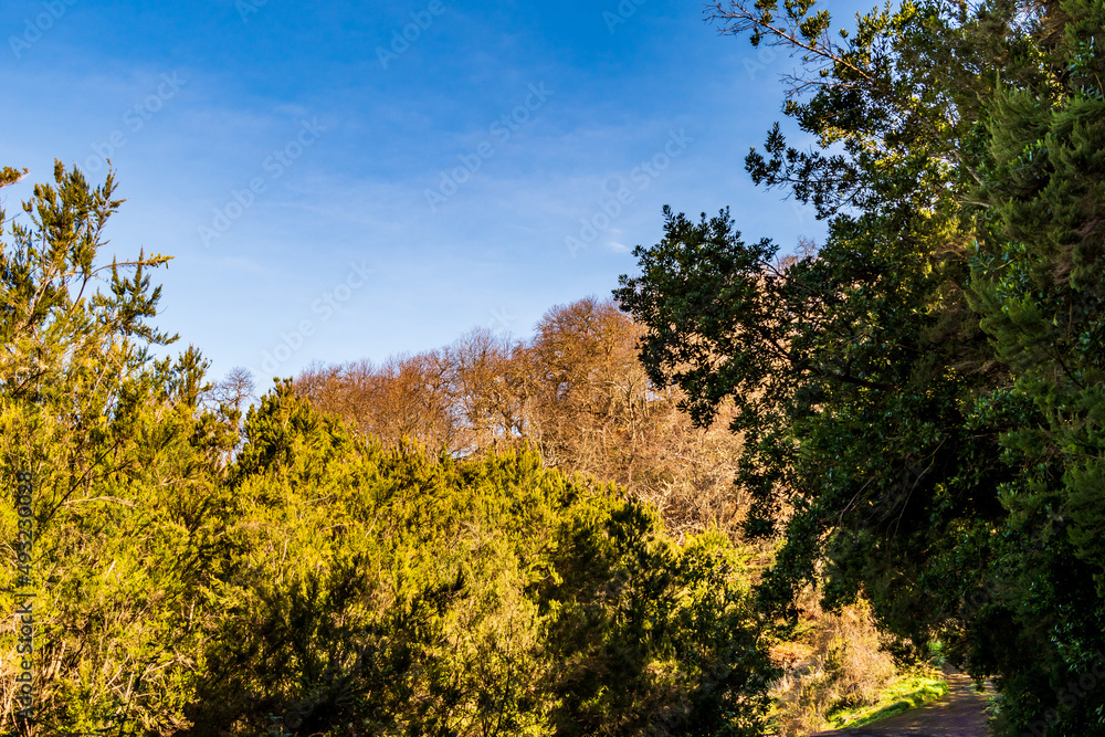 Árboles con cielo sin nubes de fondo Árboles con cielo sin nubes de fondo