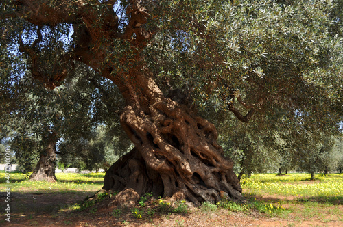 Fototapete Centenarian Olive Tree. Salento, South Italy