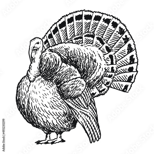 Hand drawn male turkey, monochrome style