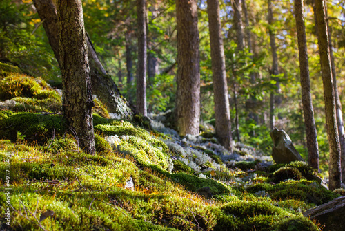 Tree trunks and ground covered with green moss at sunny spring, summer day. Save planet, ecology, plants concept. Green nature. Boulders covered in moss in an ancient forest, woods, national park.