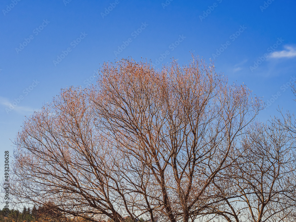 A sprawling autumn tree with fallen leaves against a bright blue sky with a forest in the distance on a sunny day A sprawling autumn tree with fallen leaves against a bright blue sky with a forest in the distance on a sunny day