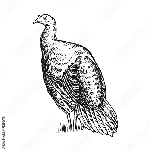 wild turkey avian pet hand drawing