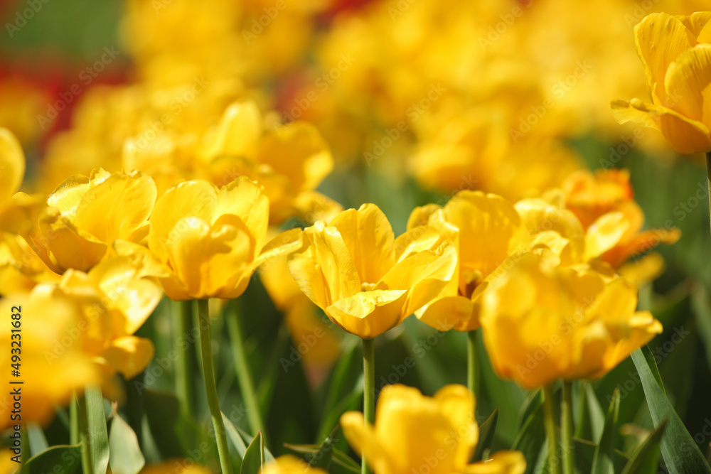 beautiful tulips in the garden