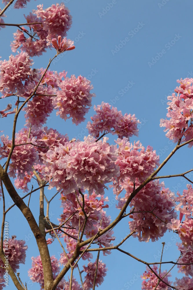 pink flowers background of blooming Tabebuia rosea design for holiday and spring concept pink flowers background of blooming Tabebuia rosea design for holiday and spring concept