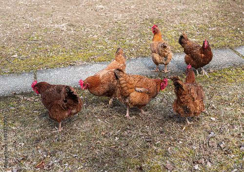 chickens looking for food in garden outdoor