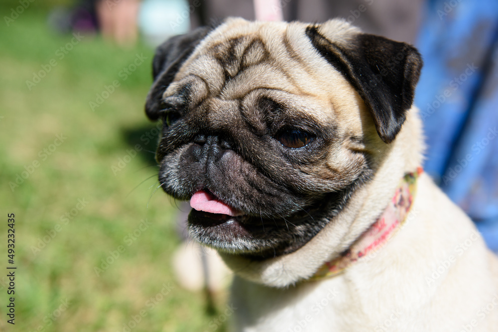 Portrait of a pug dog with his tongue hanging out against the background of green grass. Portrait of a pug dog with his tongue hanging out against the background of green grass.