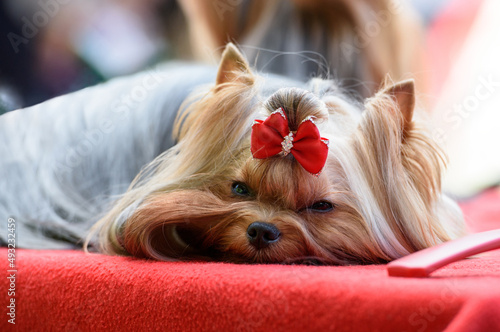 A Yorkshire terrier dog with a red bow on his head lies on a red mat.