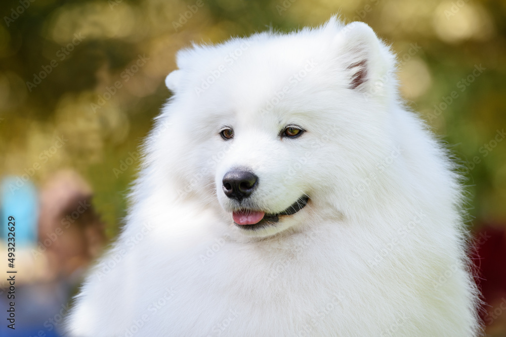 Portrait of a Samoyed dog breed close-up on a background of trees.