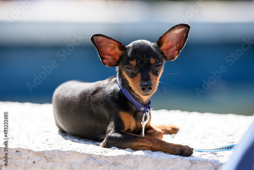 Valokuva The Prague Ratter dog breed squinted as it lay on the sunlit parapet