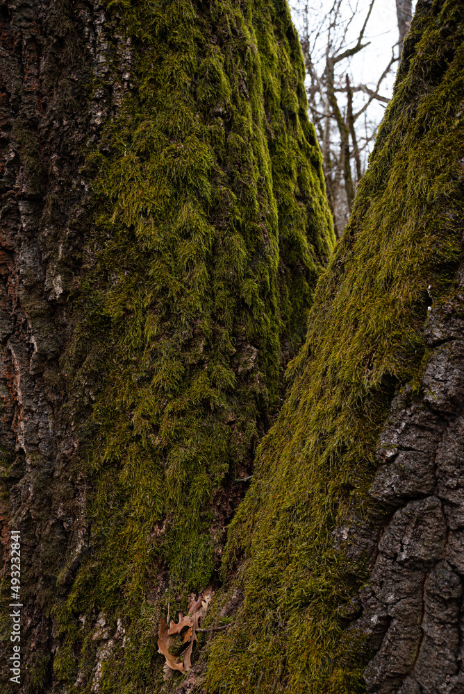 moss on old oak tree in forest moss on old oak tree in forest