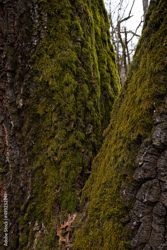 moss on old oak tree in forest