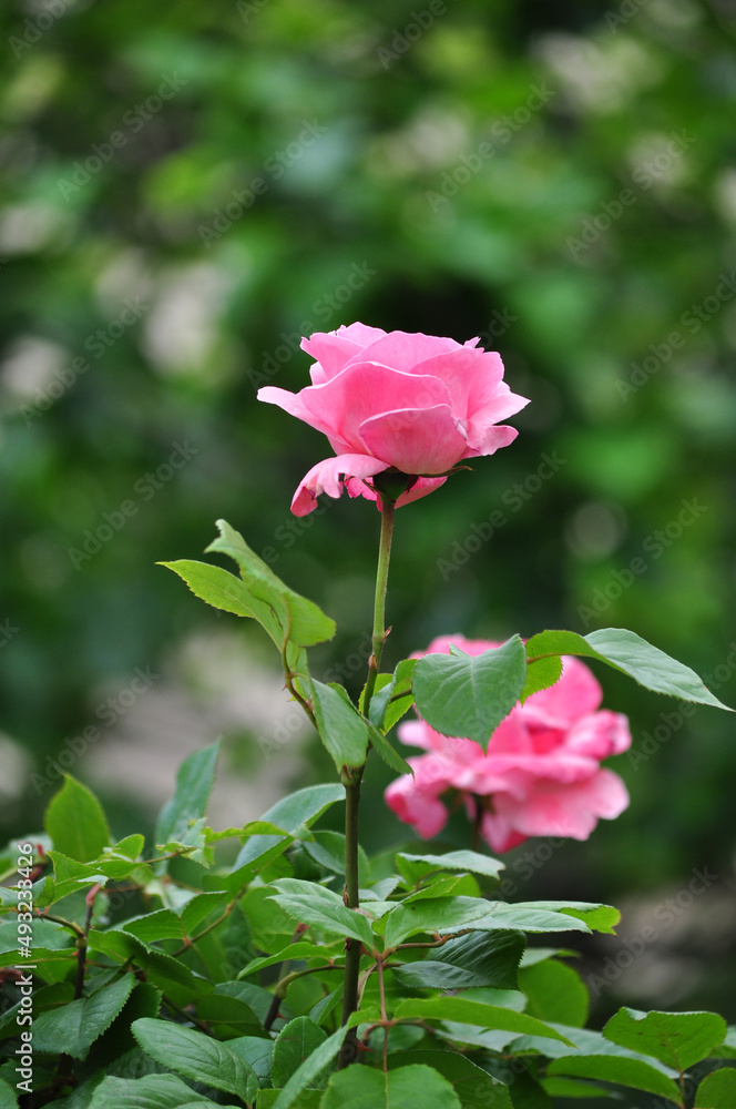 pink roses 51
