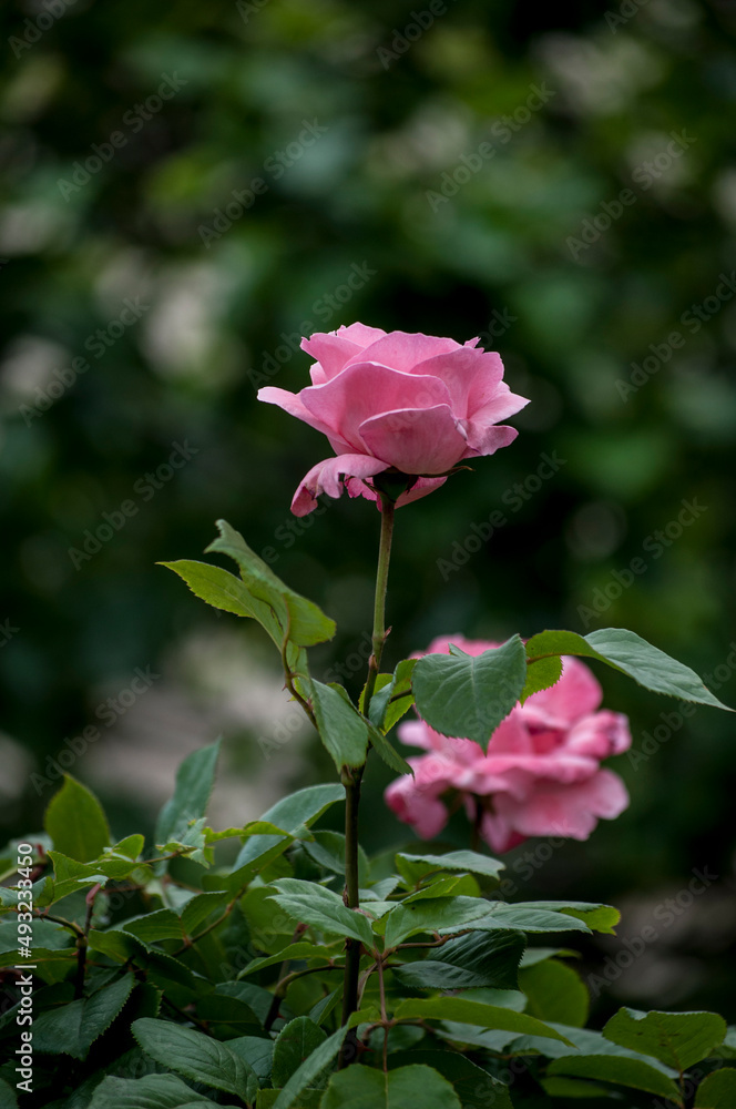 pink roses 50