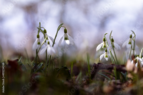 Snowdrops flowers on light blue sky, soft focused background