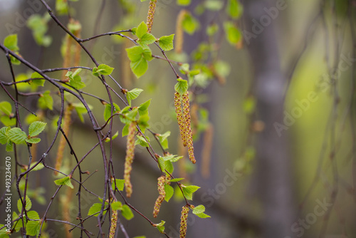 Blossoming green leaves, buds and branches of birch tree