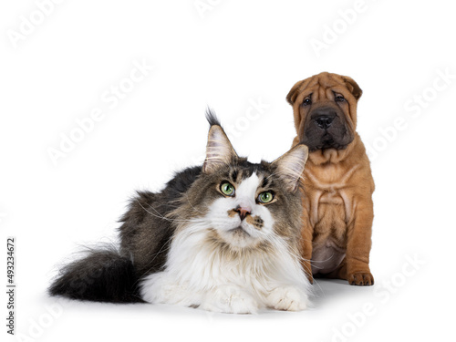 Cute duo of Maine Coon cat and Shar-pei puppy dog, sitting and laying together. Both looking towards camera. isolated on a white background.