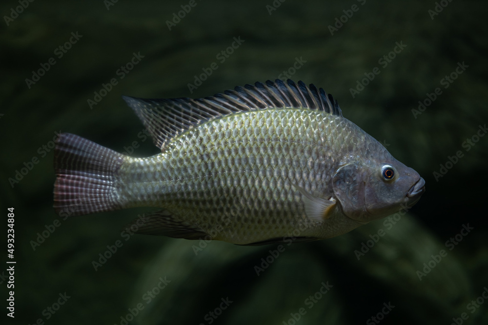 Tilapia in the tank with blur background Tilapia in the tank with blur background