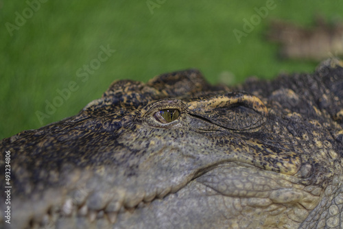 crocodile closeup eye, Alligator, Dangerous animal