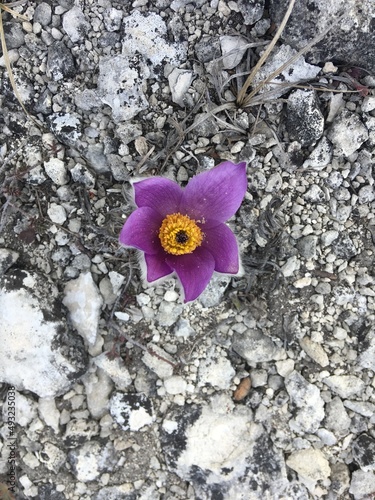 Top view lilac pulsatilla flower on grey stone background