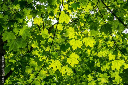 Canopy of leaves of plane tree illuminated by the sun
