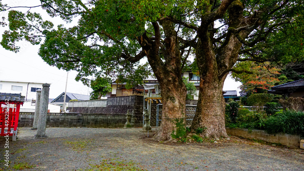 五所八幡宮の大きな御神木