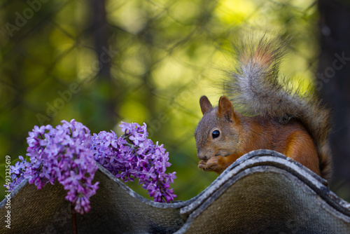 Red squirrel eating with lilac flowers on sunny backgroud